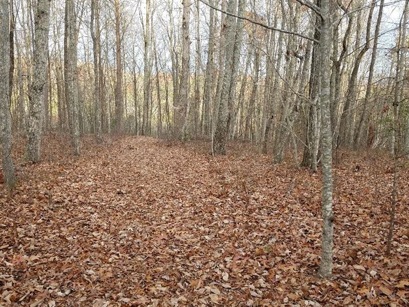 Mountain Land, Gated, Wooded : Dunlap : Sequatchie County : Tennessee