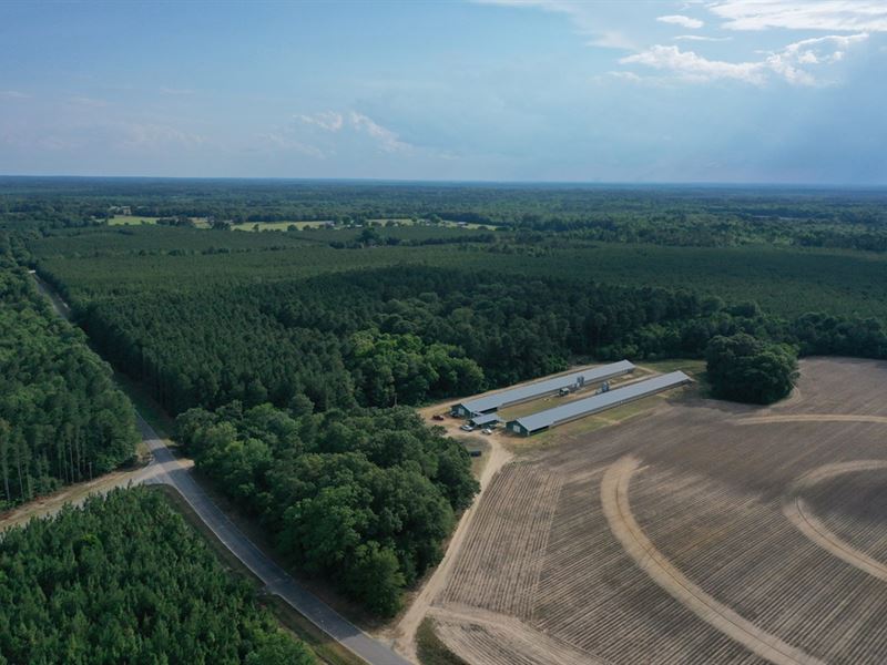 Smith and Son Breeder Farm : Williston : Barnwell County : South Carolina