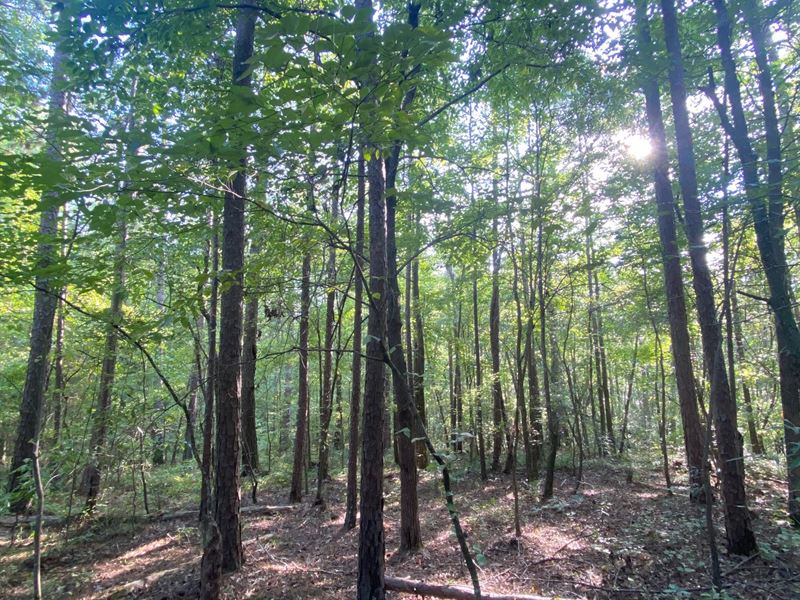 7 Acres in Randolph County : Wedowee : Randolph County : Alabama