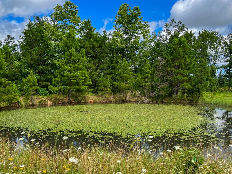 Wildlife and Wildflowers Await You : Houston : Texas County : Missouri