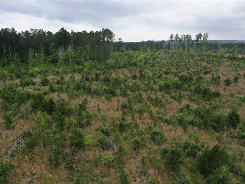 Denning Pines Tract 3 : Denning : San Augustine County : Texas