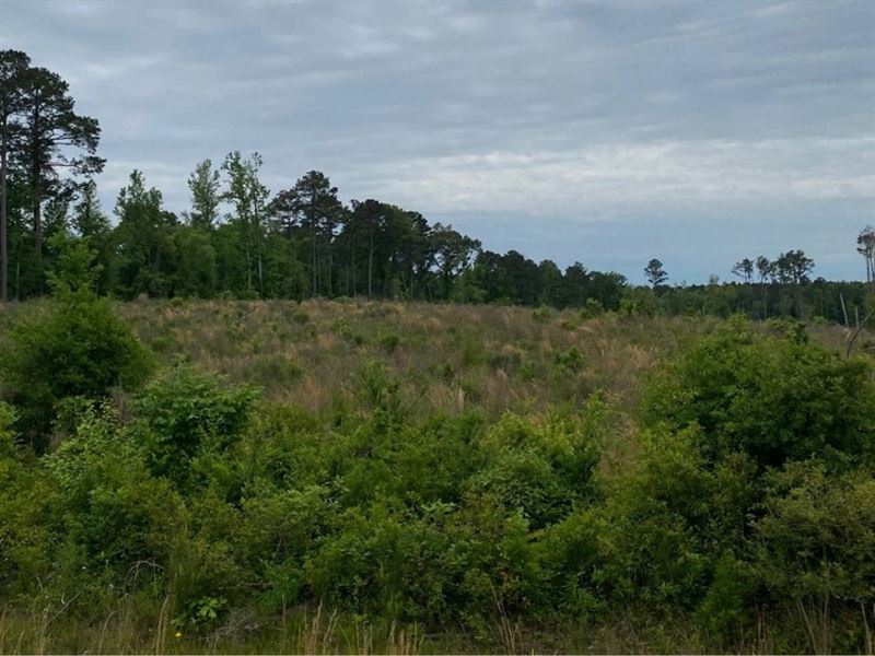 Powell Plantation Tract 2 : Deberry : Panola County : Texas