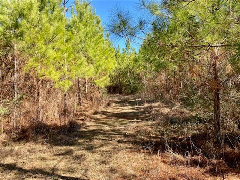 4.6 Acres Archie Boyd Road : Summit : Pike County : Mississippi