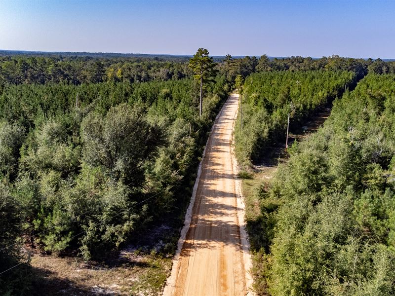 12 Ac Homesite with Planted Pine : Bonifay : Holmes County : Florida