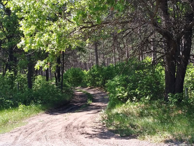 2 Acres Adjoins County Forest : Necedah : Juneau County : Wisconsin