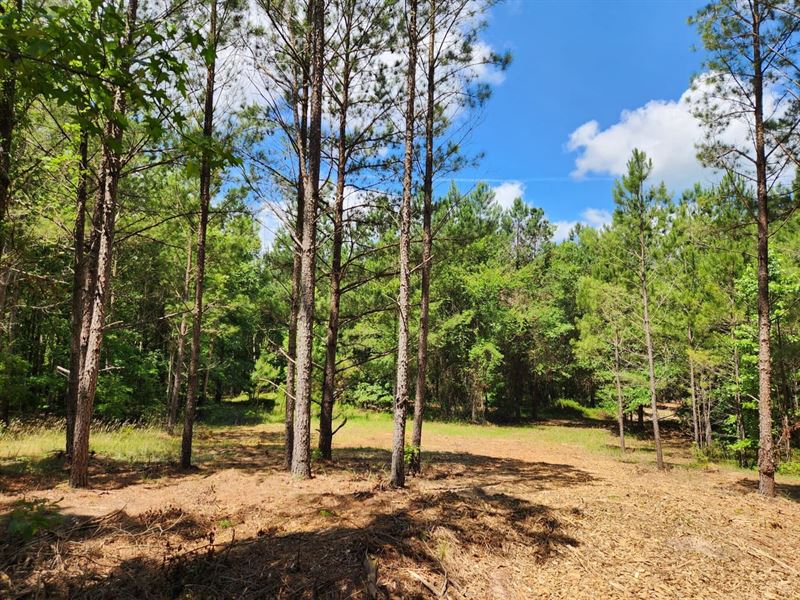 Large Rural Homesite : McIntyre : Wilkinson County : Georgia