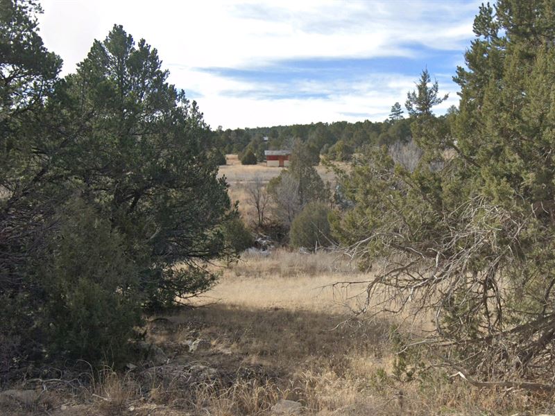 Rural Charm Awaits You : Edgewood : Torrance County : New Mexico