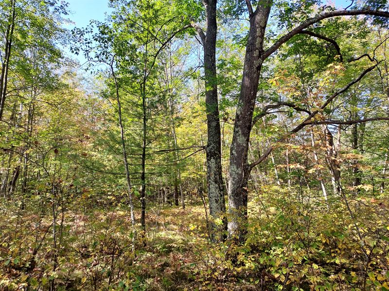 National Forest Property : Lakewood : Marinette County : Wisconsin