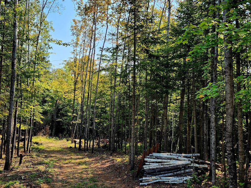 Wooded Building Site : Minocqua : Oneida County : Wisconsin