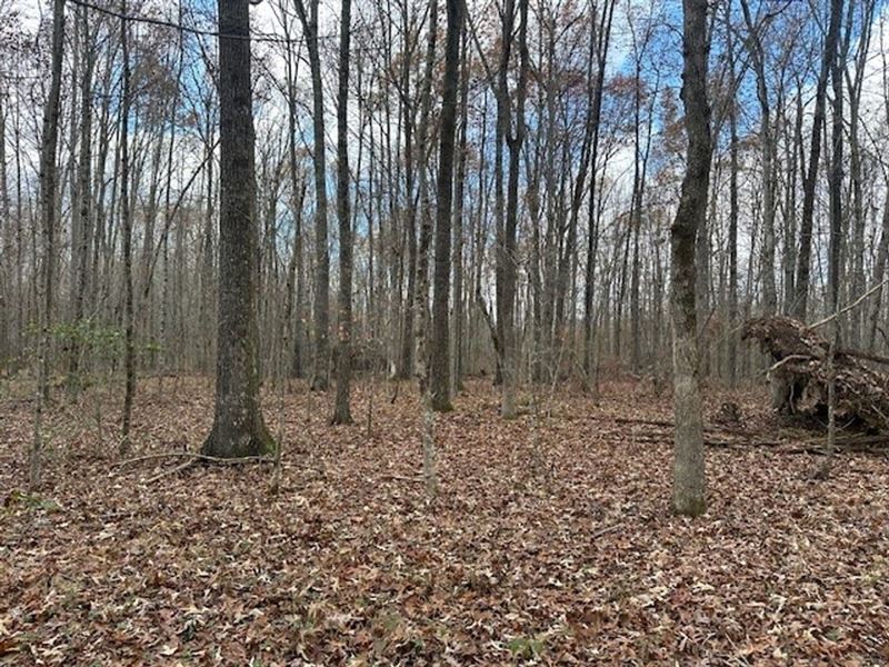 5.01 Acres Unrestricted Wooded pr : Pikeville : Bledsoe County : Tennessee