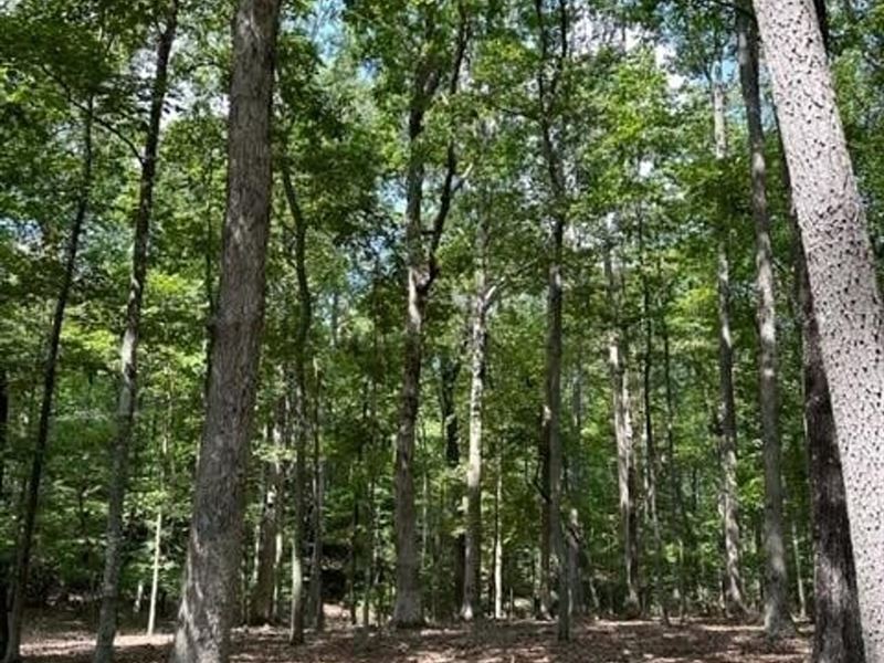 3.11 Acres Beautiful Level Lot lo : Monteagle : Marion County : Tennessee