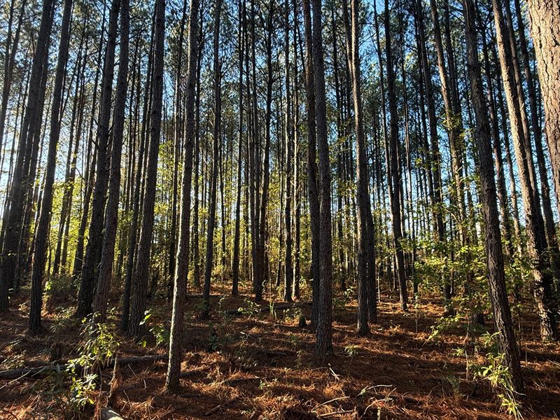 11.2 Acres in Webster County, MS : Eupora : Webster County : Mississippi