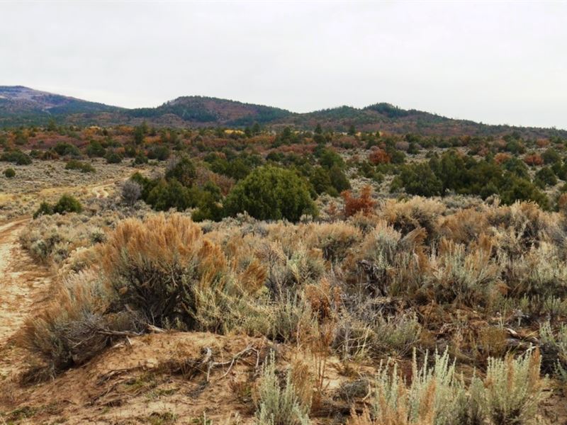 1.72 Acre in Rio Arriba County, NM : Tierra Amarilla : Rio Arriba County : New Mexico