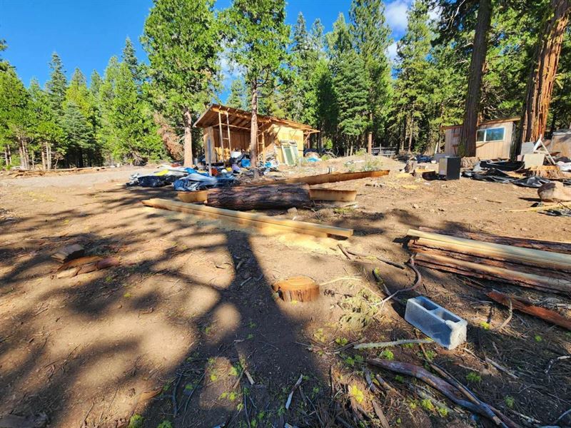 Beautifully Treed Lot : Bonanza : Klamath County : Oregon