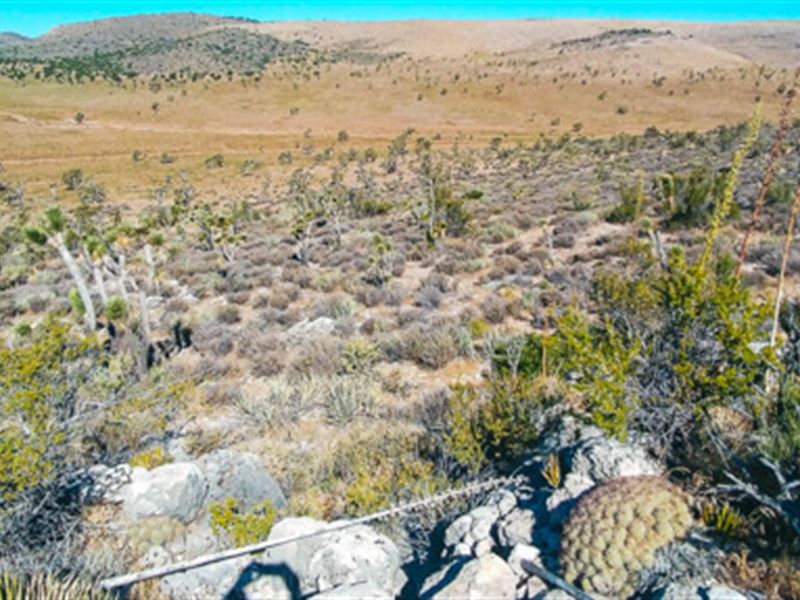 Grand Canyon Neighborly Love : Meadview : Mohave County : Arizona