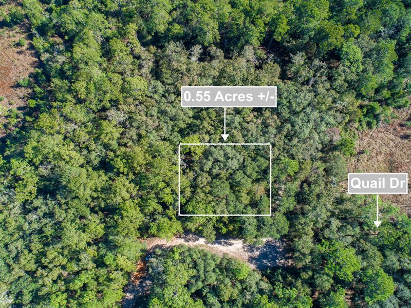 .55 Acre of Land Near Lake : Interlachen : Putnam County : Florida