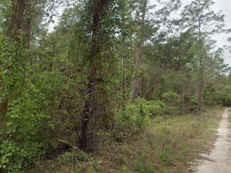 An Ideal Investment Opportunity : Interlachen : Putnam County : Florida