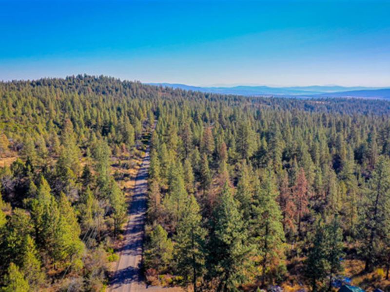 Adventure Awaits in The Wild Woods : Bonanza : Klamath County : Oregon