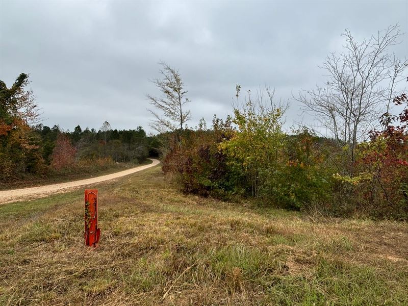 Marion County Homesite Tract 2A : Hamilton : Marion County : Alabama