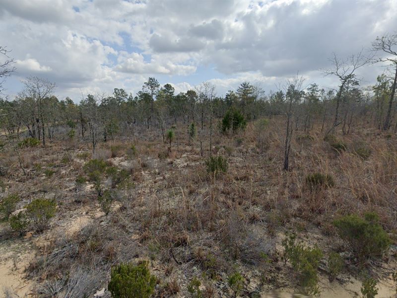 Work of Art by Mother Nature : Interlachen : Putnam County : Florida