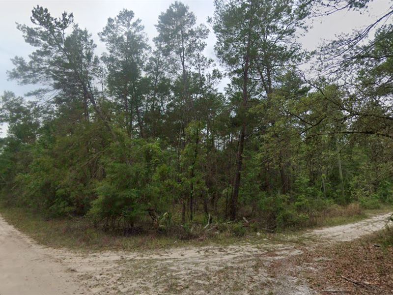 2 Joining Treed Lots, Putnam County : Satsuma : Putnam County : Florida