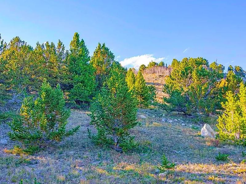 Own 3 Acres, Surrounded by Nature : Black Hawk : Gilpin County : Colorado