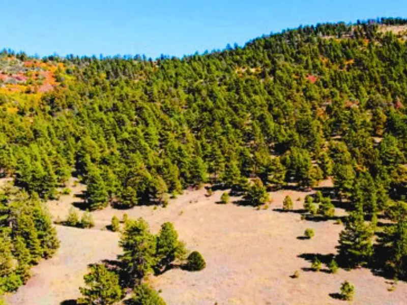 1.5 Acre Escape in Canon City : Canon City : Fremont County : Colorado