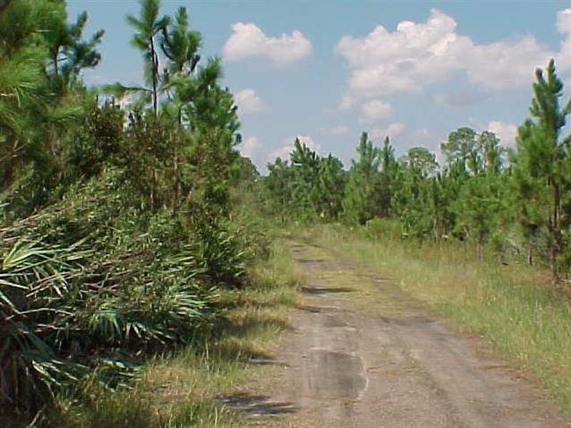 Investment, Camping, or Hunting : Oak Hill : Volusia County : Florida