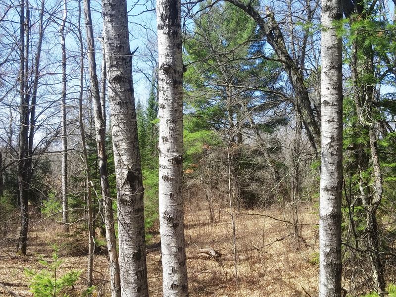 5 Acres by State Land, Trout Stream : Springbrook : Washburn County : Wisconsin