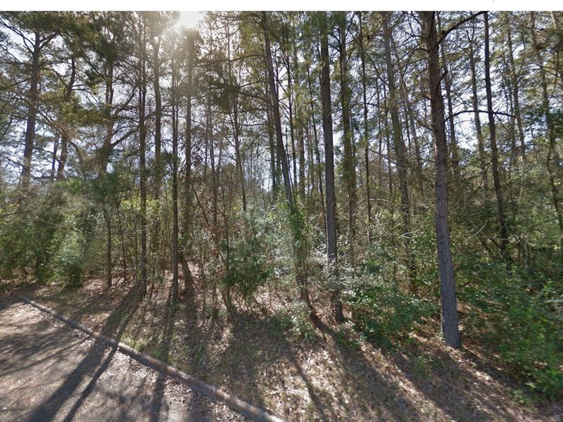 .31 Acre in Willis, $350 a Month : Willis : Montgomery County : Texas