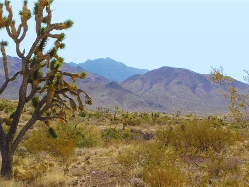 Your Twin Oasis Only $125-$250/Mo : Dolan Springs : Mohave County : Arizona