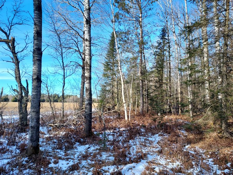 6.2 Acres with Woods & Field : Phillips : Price County : Wisconsin