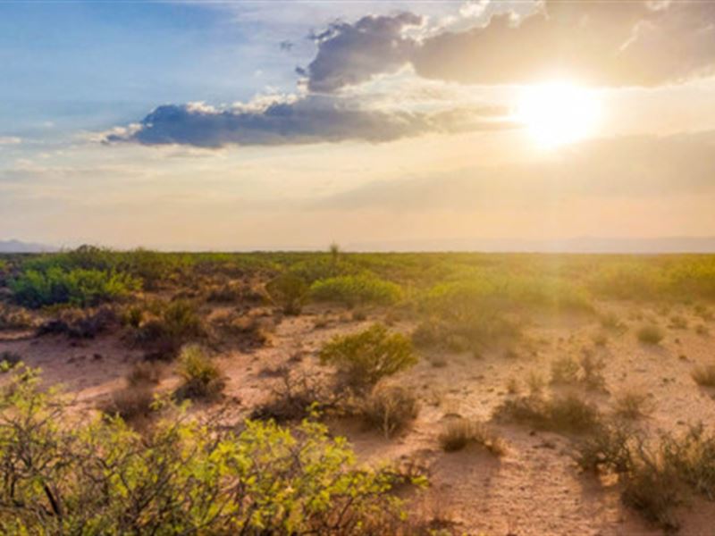 Big Buck for Just a Few Bucks : Van Horn : Culberson County : Texas