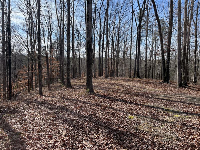 Northport 15 Acre Hardwood Home : Northport : Tuscaloosa County : Alabama