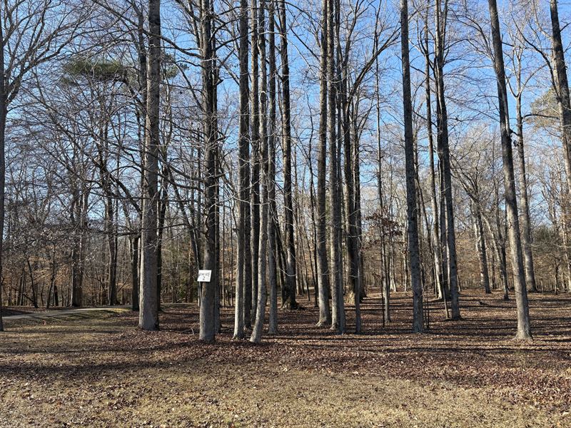 Beautifully Wooded Homesite : Washington : Beaufort County : North Carolina