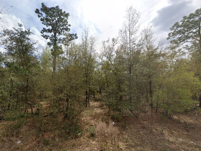 .22 Acres, The Perfect Location : Interlachen : Putnam County : Florida