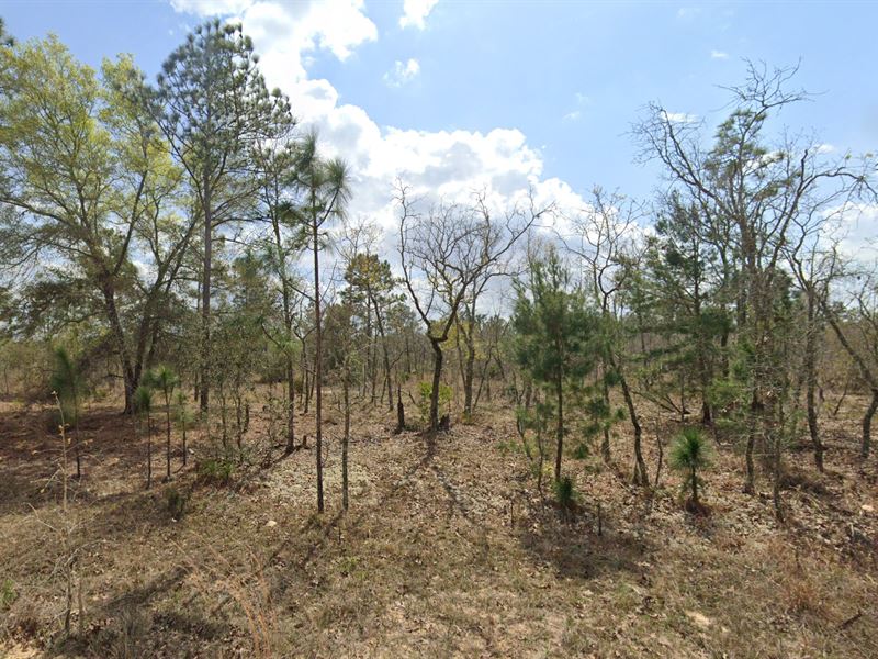 Breathtaking .2 Acre, $250/Mo : Interlachen : Putnam County : Florida