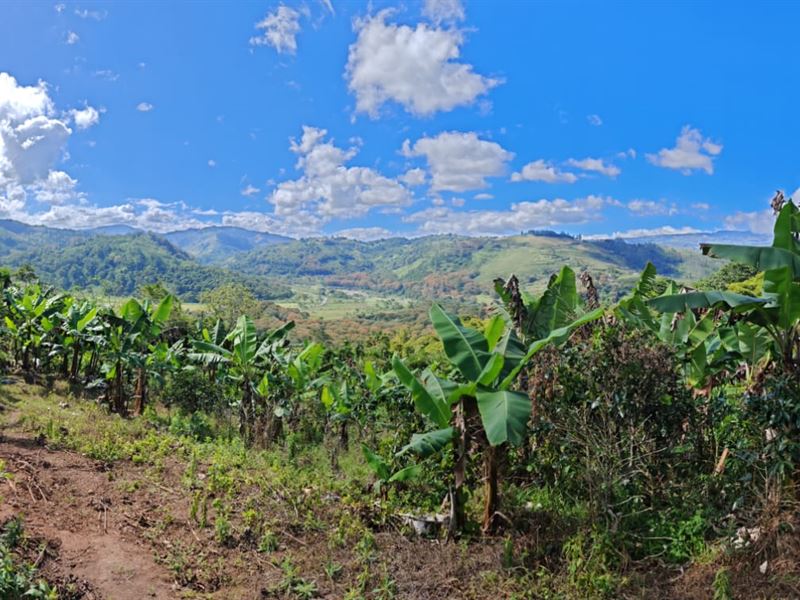 Beautiful Little Farm : Orosi Palomo : Costa Rica