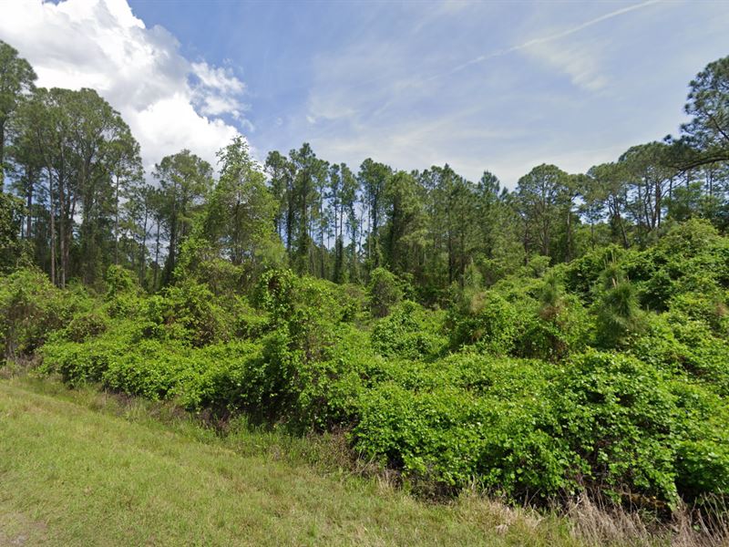 .23 Acres of Natures Blank Canvas : Georgetown : Putnam County : Florida