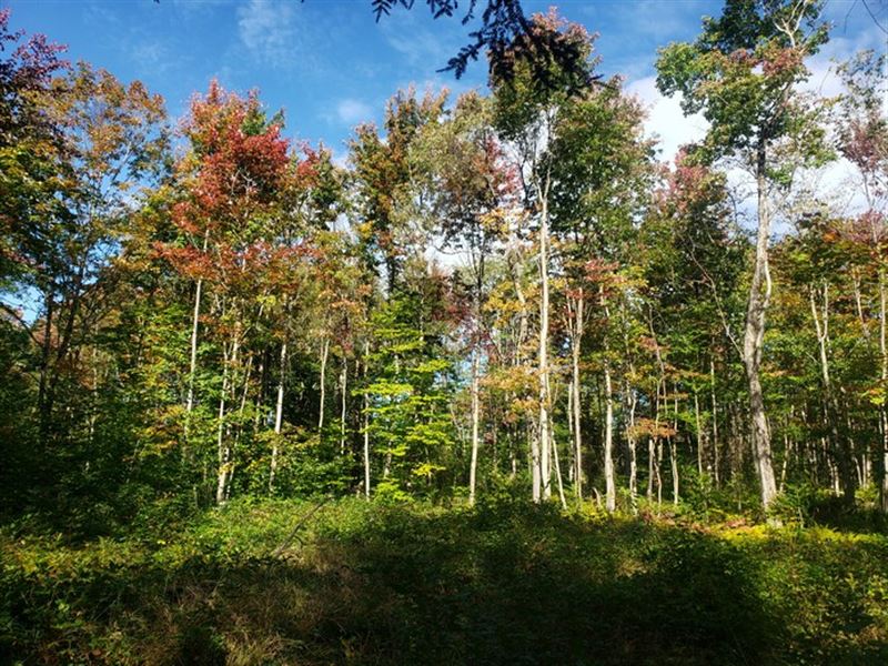 Tug Hill Forestlands : Lewis : Lewis County : New York