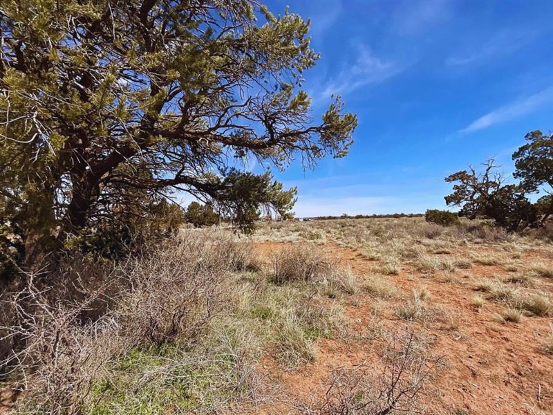 Your Dream Corner Lot $175-$350/Mo : Williams : Coconino County : Arizona