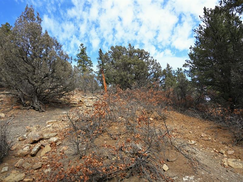 Unit D-1 Lot 12 : Tierra Amarilla : Rio Arriba County : New Mexico