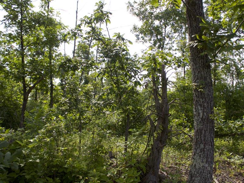 No Credit Check Shannon County : Birch Tree : Shannon County : Missouri