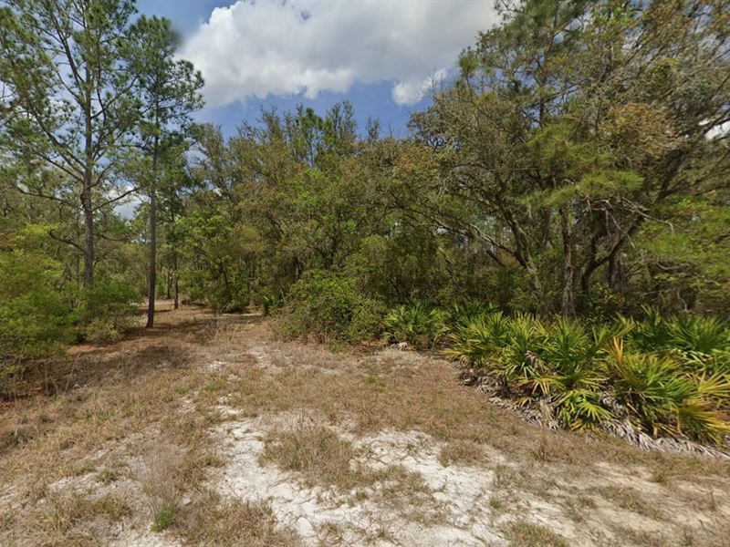 .31 Acres of Prime Land in Putnam : Georgetown : Putnam County : Florida