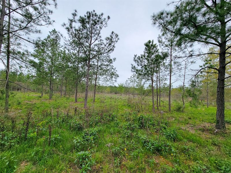 13.5 Acres, County Road 3375, T-2 : Lovelady : Houston County : Texas