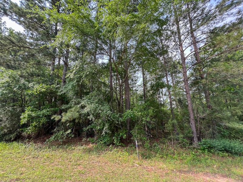 2 Acres, Westwood Drive, Huntsvil : Huntsville : Walker County : Texas