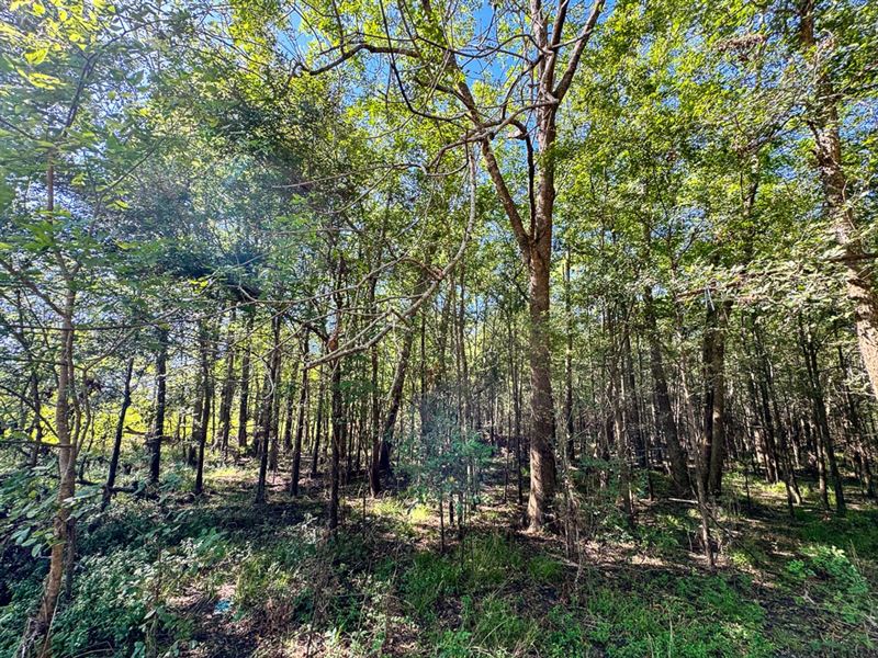 1.10 Acre, T-4, Cedar Hilltop Dri : Coldspring : San Jacinto County : Texas