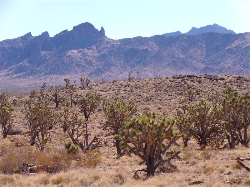 Stunning 1 Acre Sanctuary in AZ : Dolan Springs : Mohave County : Arizona