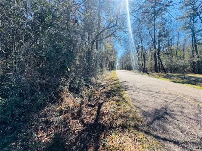 6.95 Wooded Acres / Plainview, LA : Bogalusa : Washington Parish : Louisiana