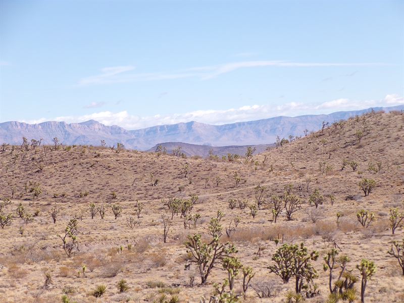 Breathtaking Joshua Tree Retreat : Dolan Springs : Mohave County : Arizona